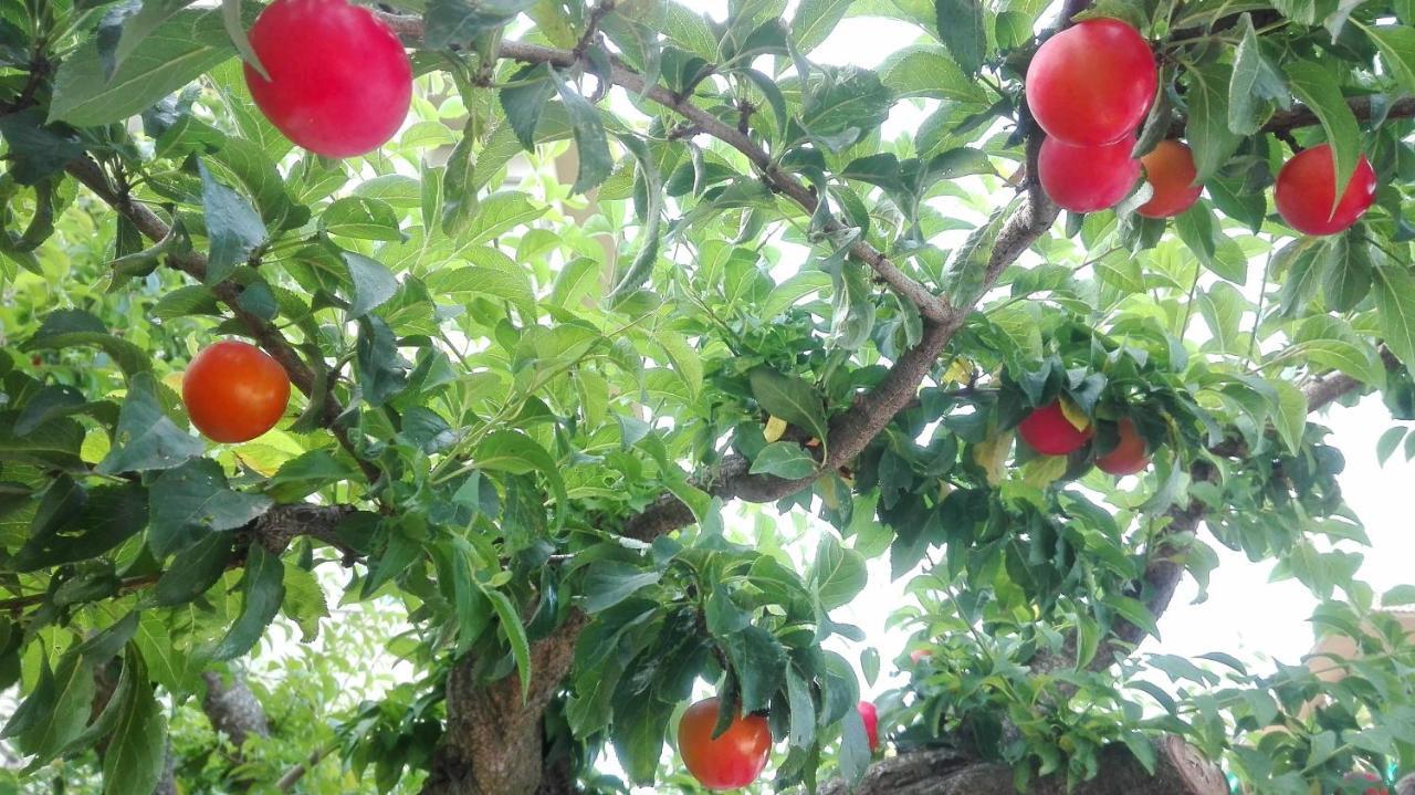 Ripe'S Forest Garden Guest House Rome Bagian luar foto